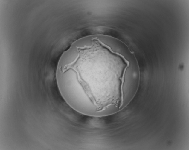 X0000114170331200910221656