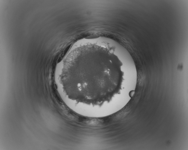 X0000114170670200911051529