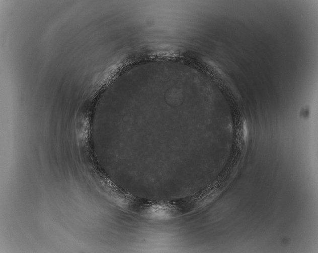 X0000114180708200911051550