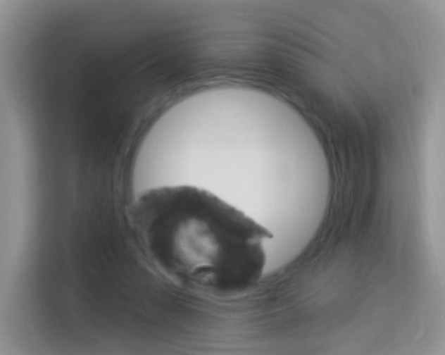 X0000114210303200910091034