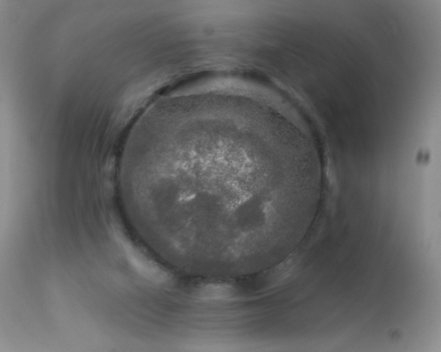 X0000114210066200910091333