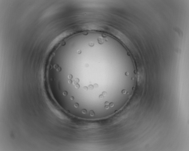 X0000114240438200910231527