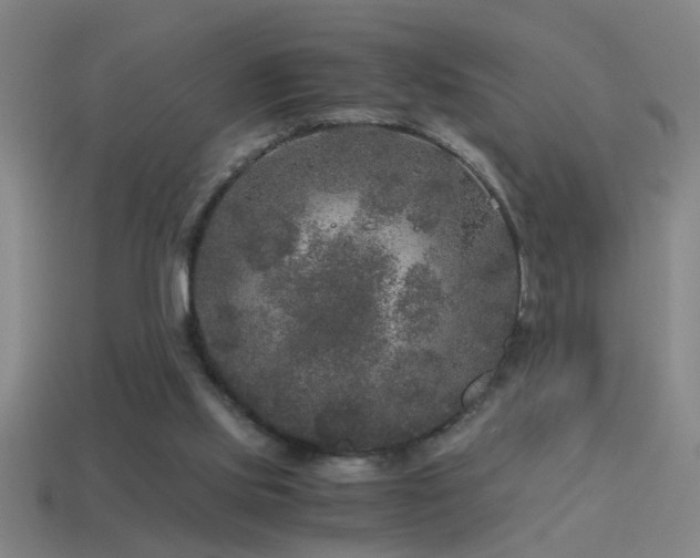 X0000114390061200910161303