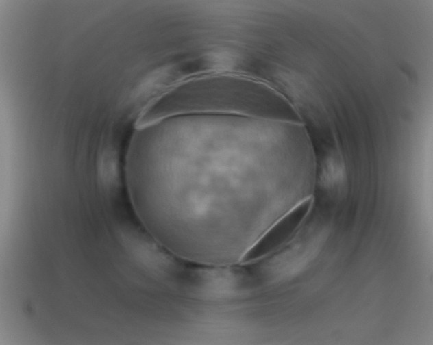 X0000114390524200910161256