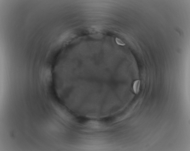 X0000114390699200910161254
