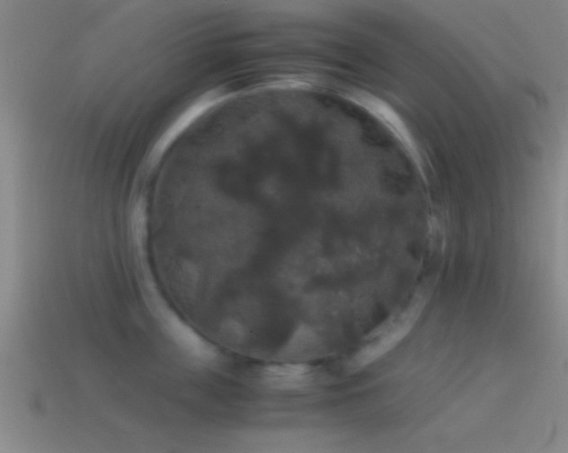 X0000114390859200910161252