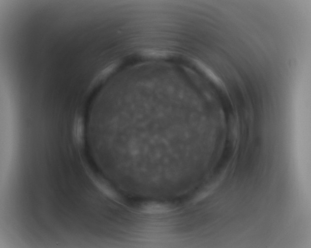 X0000114390494200910231019
