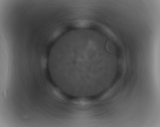 X0000114390652200910231017