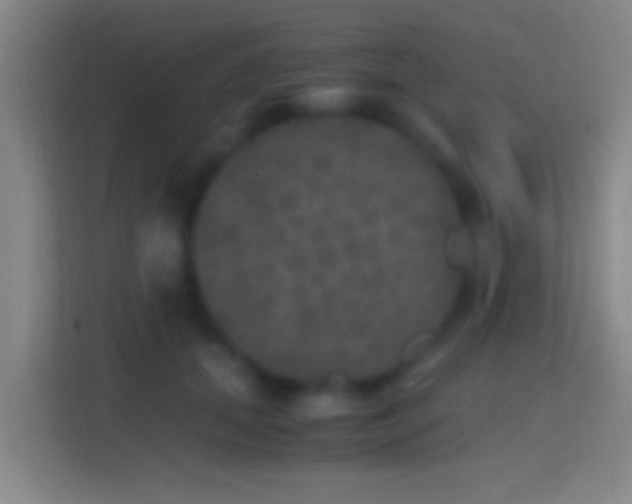 X0000114390655200910231017