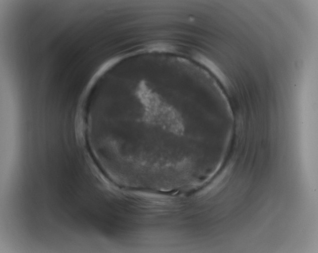 X0000114391115200910231011