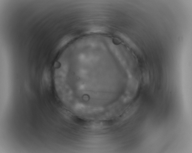 X0000114391266200910231009