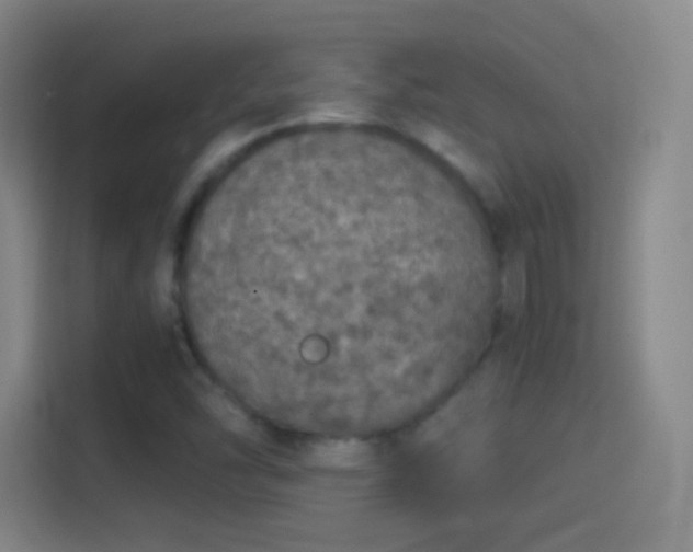 X0000114391454200910231007