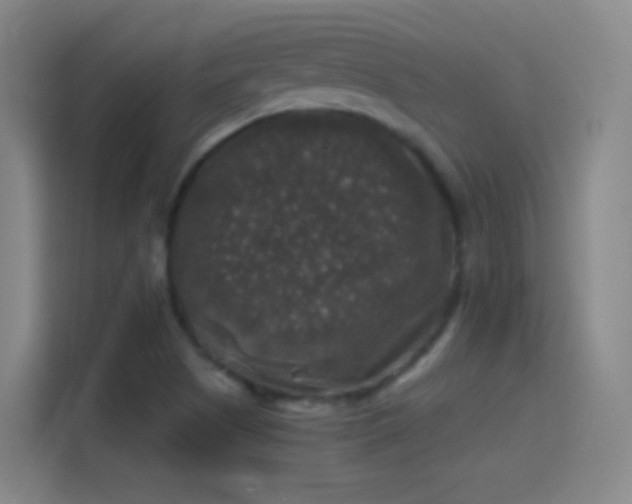 X0000114391505200910231006