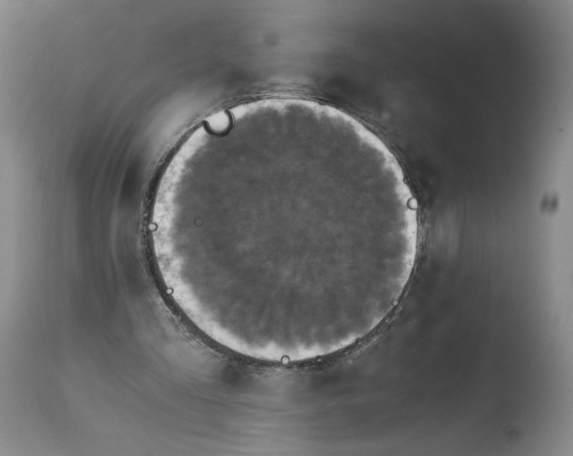 X0000114390293200911061521