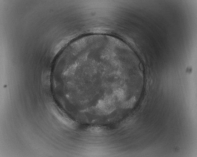 X0000114390299200911061521