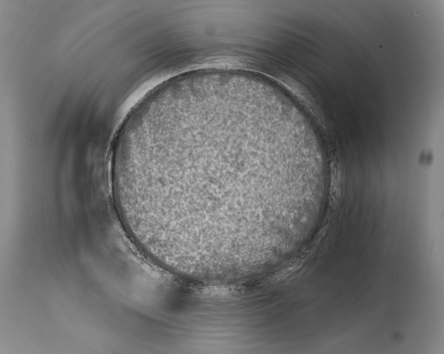 X0000114391078200911061509