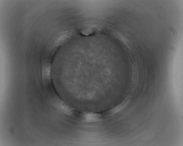 X0000114410336200910161212