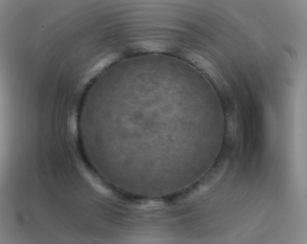X0000114410398200910161211
