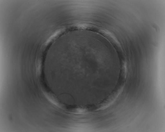 X0000114410496200910161210