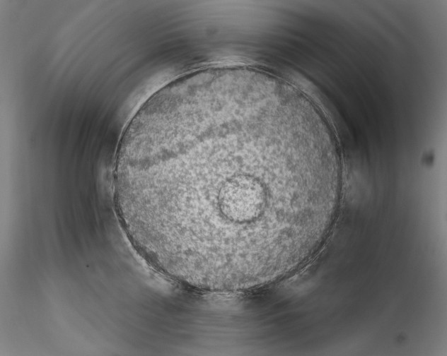 X0000114410810200911271525