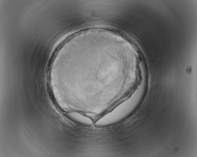 X0000114411024200911271521