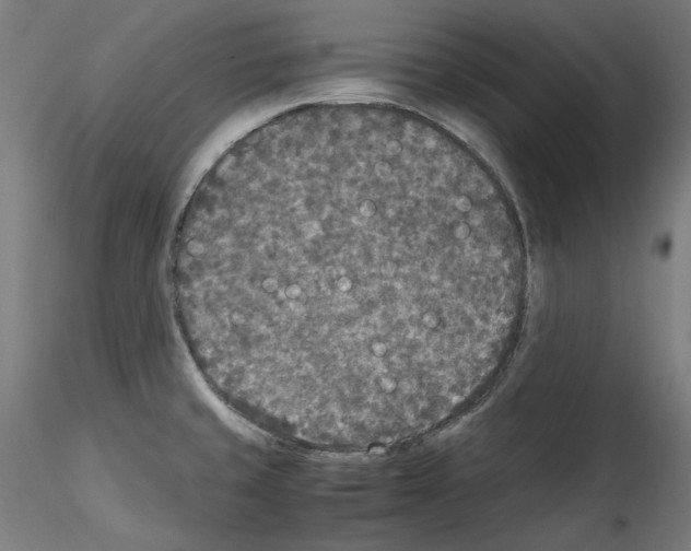 X0000114411429200911271516