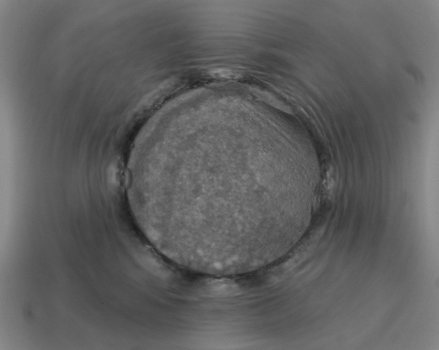 X0000114420424200911061626