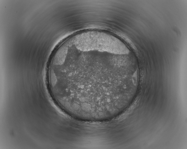 X0000114420991200911061619