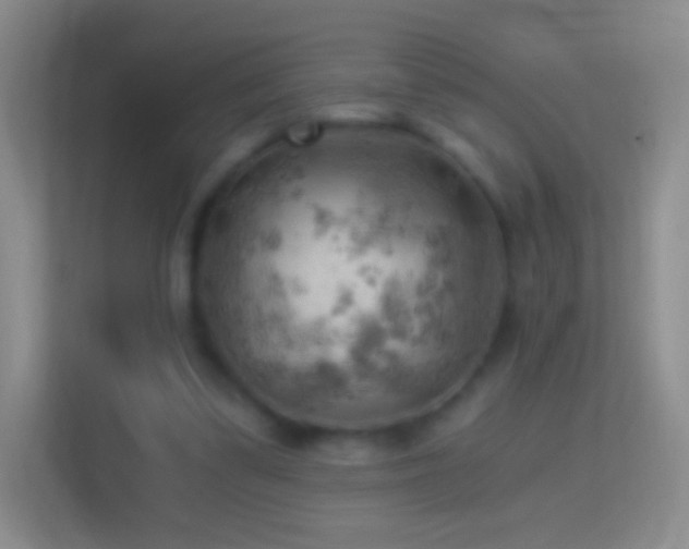 X0000114430299200910231239