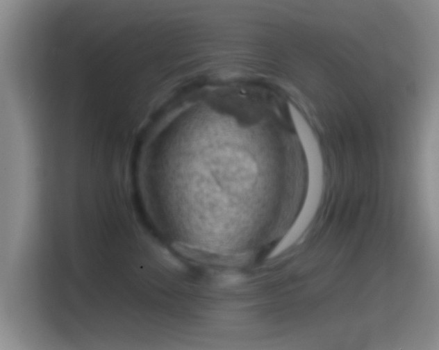 X0000114430524200910231236