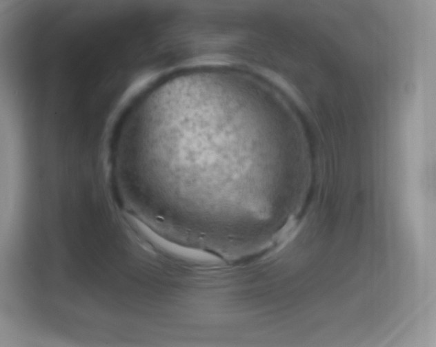 X0000114431406200910231224