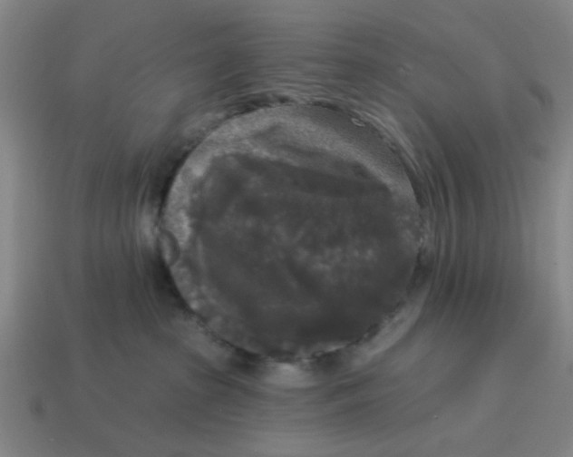 X0000114440285200911061710