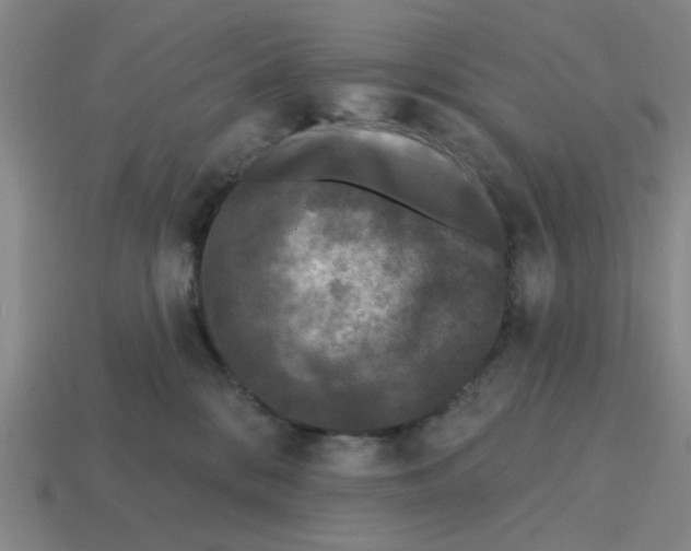 X0000114440328200911061709