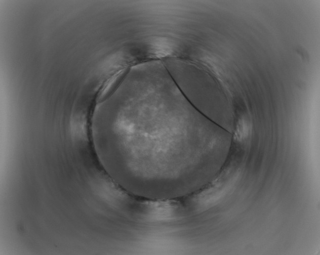 X0000114440524200911061706