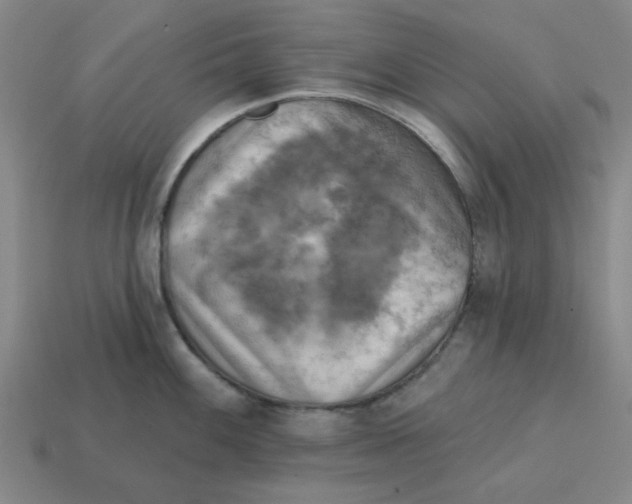 X0000114441100200911061658