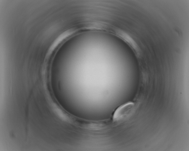 X0000114511138200910190924