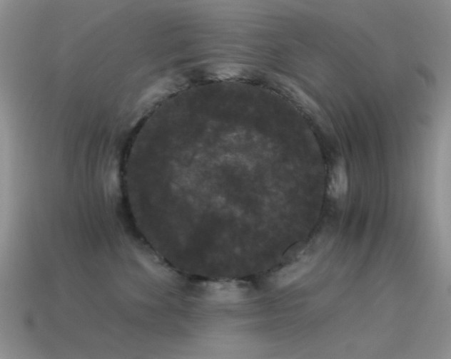 X0000114520524200910191157