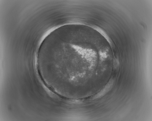 X0000114521101200911091146