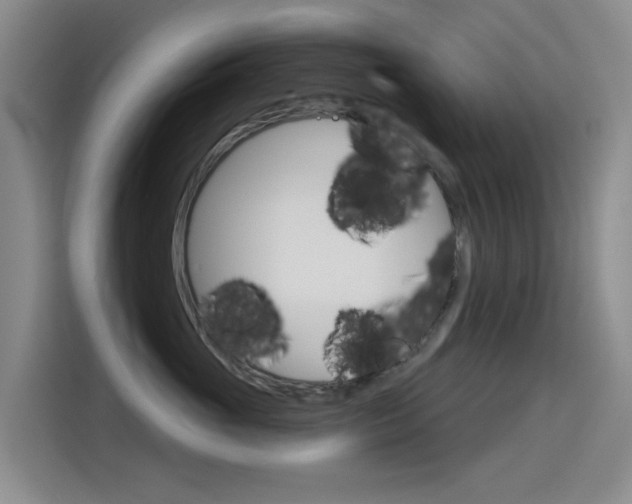 X0000114550765200910190951