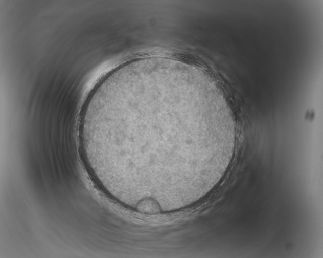 X0000114610006200912010948