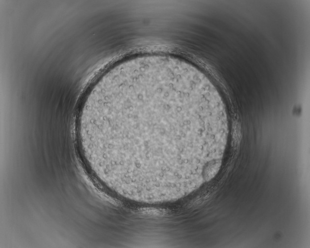 X0000114610629200912010938