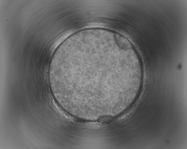 X0000114611137200912010931