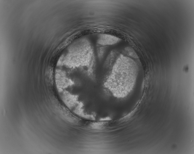 X0000114620178200912011010