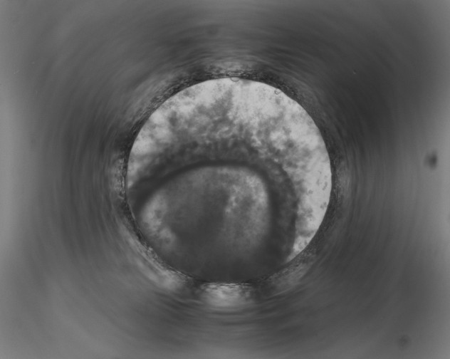 X0000114620181200912011010