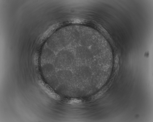 X0000114620257200912011008