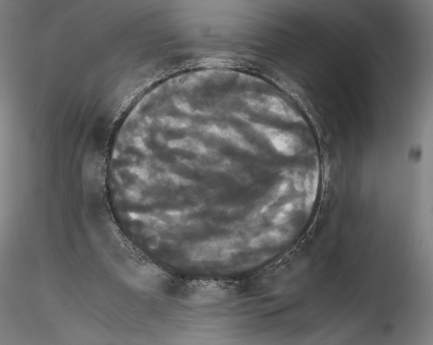 X0000114620297200912011007