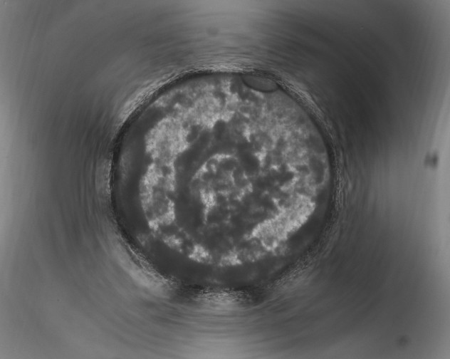 X0000114620299200912011007