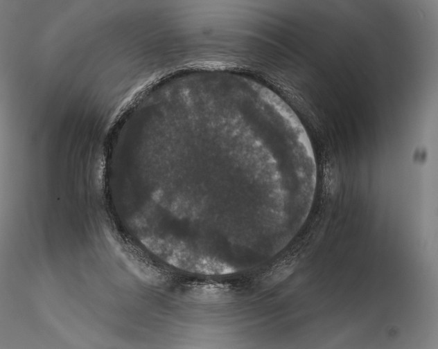 X0000114620304200912011007