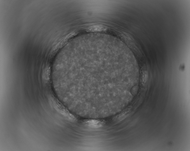 X0000114620326200912011007