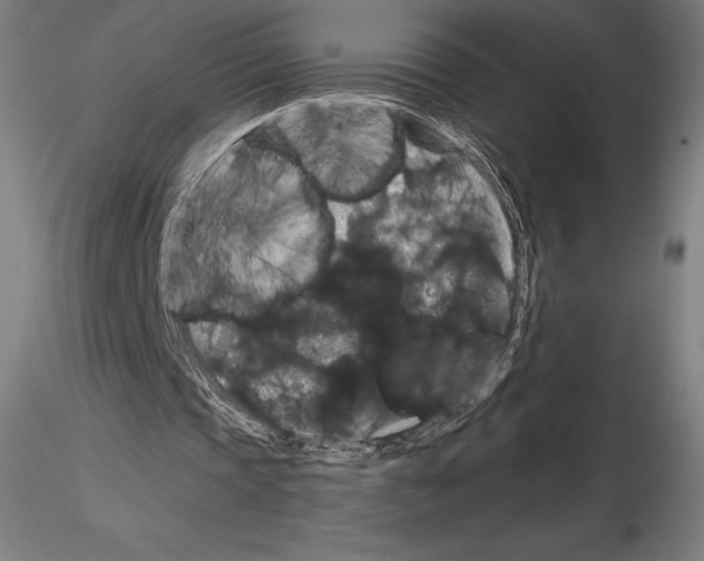 X0000114620337200912011006